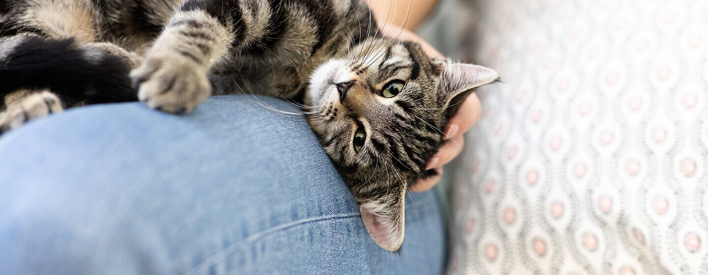 Katze Macht Milchtritt Auf Meinem Bauch Warum machen Katzen den Milchtritt? Gründe für das Verhalten | Purina